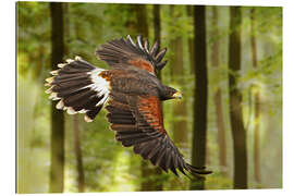 Galleriprint Birds of Prey