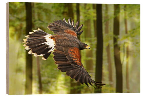 Quadro de madeira Birds of Prey