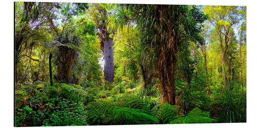 Tableau en aluminium New Zealand Waipoua Forest