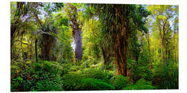 Foam board print New Zealand Waipoua Forest