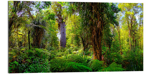 Quadro em plexi-alumínio New Zealand Waipoua Forest