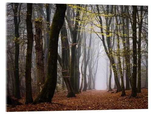 Acrylic print Walk Beneath the Yellow Leaves