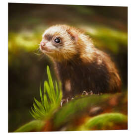 Foam board print cute ferret