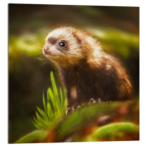 Gallery print cute ferret