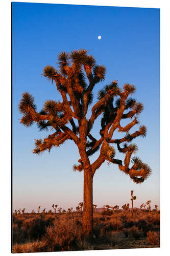 Aluminium print Joshua tree, Joshua tree national park, California, USA