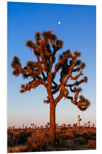 Foam board print Joshua tree, Joshua tree national park, California, USA