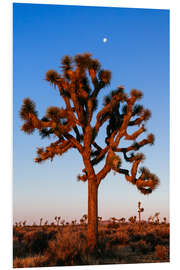 Foam board print Joshua tree, Joshua tree national park, California, USA