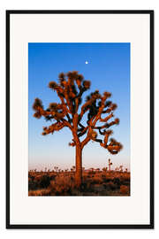 Gerahmter Kunstdruck Joshua Tree, Joshua Tree Nationalpark, Kalifornien, USA