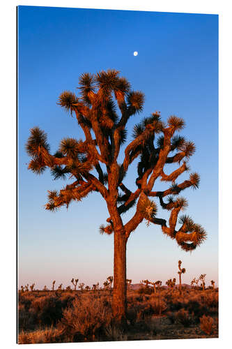 Galleriprint Joshua tree, Joshua tree national park, California, USA