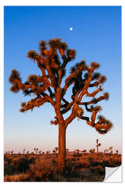 Selvklebende plakat Joshua tree, Joshua tree national park, California, USA