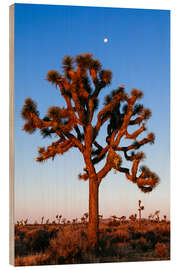 Wood print Joshua tree, Joshua tree national park, California, USA