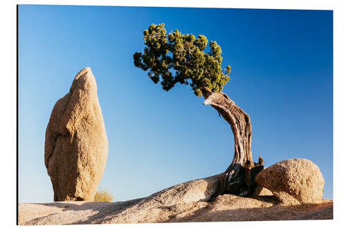 Tableau en aluminium The tree and the rock, Joshua tree national park, California, USA