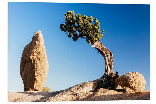 Foam board print The tree and the rock, Joshua tree national park, California, USA