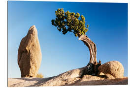 Gallery print The tree and the rock, Joshua tree national park, California, USA