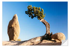 Selvklebende plakat The tree and the rock, Joshua tree national park, California, USA