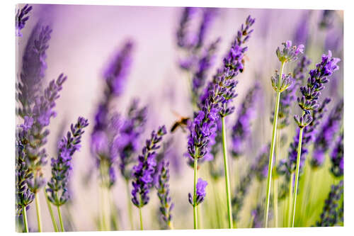 Acrylglasbild Lavendel im Sommer