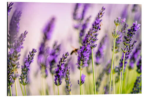 Alubild Lavendel im Sommer