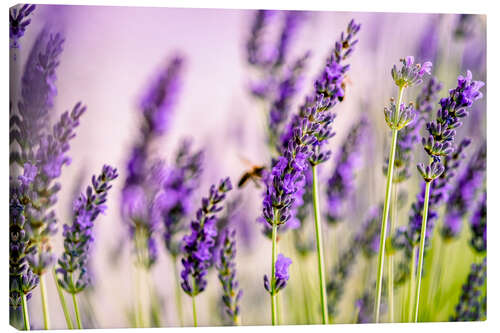 Leinwandbild Lavendel im Sommer