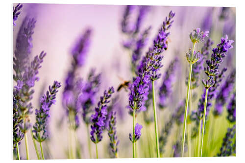 Foam board print Lavender in Summer