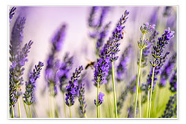 Poster Lavender in Summer