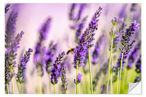 Wall sticker Lavender in Summer