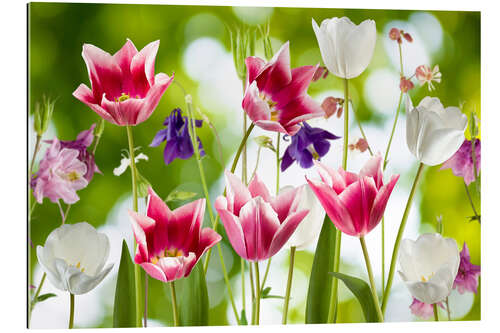 Gallery print Tulips and columbine flowers