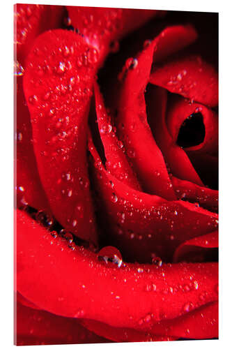 Quadro em acrílico Red rose with water drops