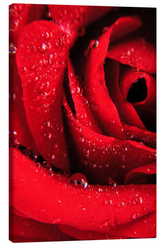Canvastavla Red rose with water drops