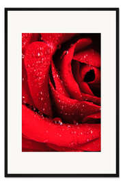 Gerahmter Kunstdruck Rote Rose mit Tautropfen