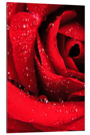 Gallery print Red rose with water drops