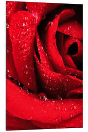 Magnettafel Rote Rose mit Tautropfen