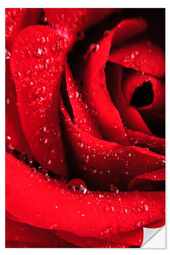 Sisustustarra Red rose with water drops