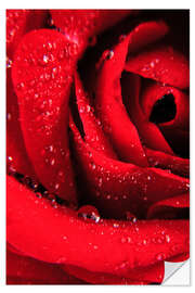 Selvklæbende plakat Red rose with water drops