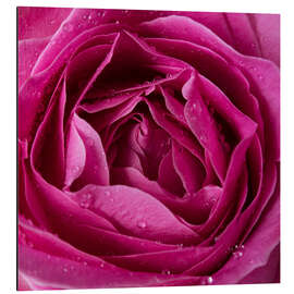 Aluminium print Pink rose with water drops