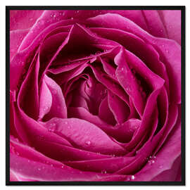 Gerahmter Kunstdruck Dunkelrosa Rose mit Wassertropfen