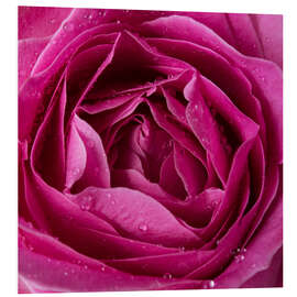 Tableau en PVC Pink rose with water drops