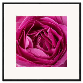 Framed art print Pink rose with water drops