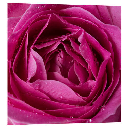 Quadro em plexi-alumínio Pink rose with water drops