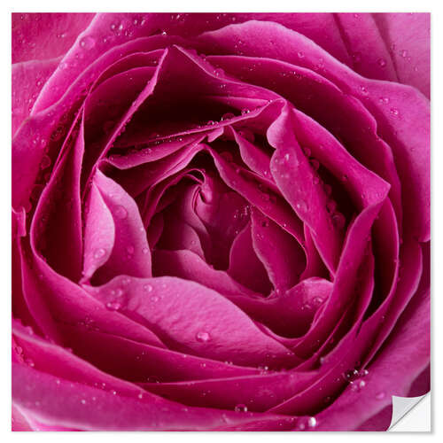 Sisustustarra Pink rose with water drops