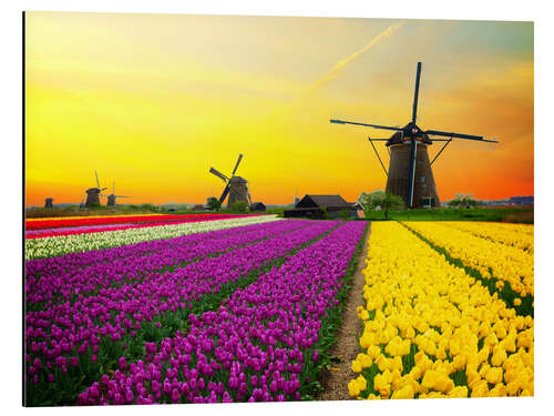 Tableau en aluminium Moulins à vent et champ de tulipes, Hollande