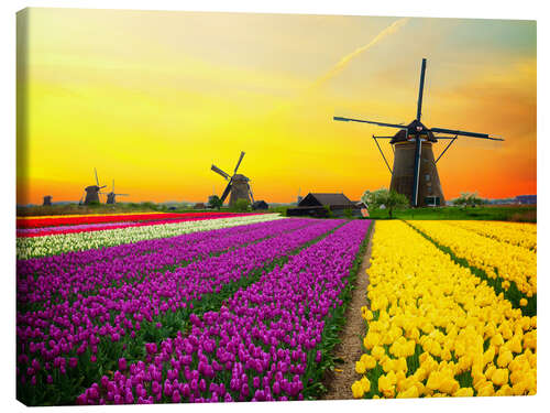 Canvas-taulu Dutch windmills and fields of tulips