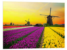 Foam board print Dutch windmills and fields of tulips