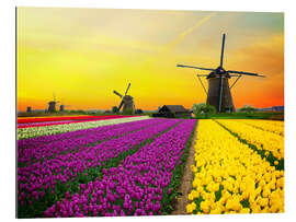 Gallery print Dutch windmills and fields of tulips