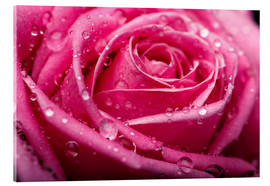 Akrylbilde Pink Rose with dewdrops