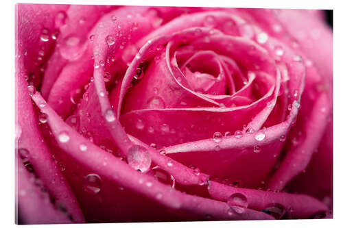 Akrylbillede Pink Rose with dewdrops