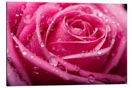 Aluminiumsbilde Pink Rose with dewdrops