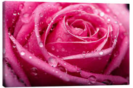 Lærredsbillede  Pink Rose with dewdrops