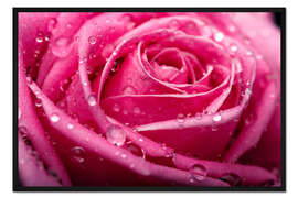 Gerahmter Kunstdruck Rosa Rose mit Tautropfen