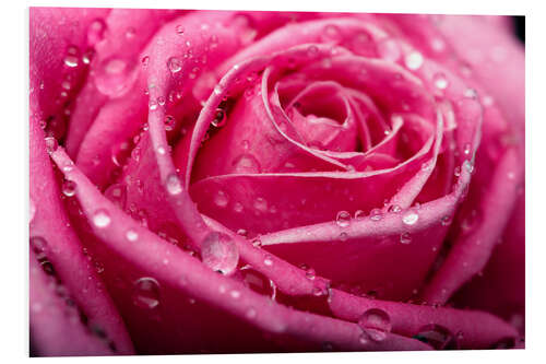 Foam board print Pink Rose with dewdrops