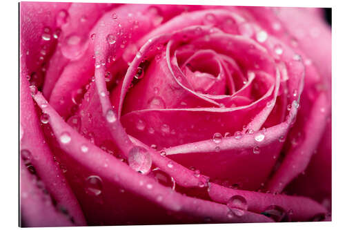 Galleritryk Pink Rose with dewdrops